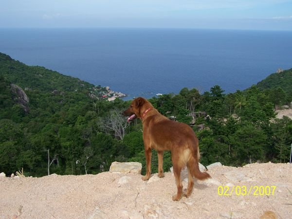 View from Survey Area at Reservoir (Overlooking Tanote Bay with Random Dog)