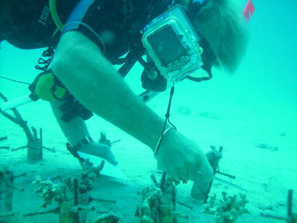 Nathan working at his coral nursery