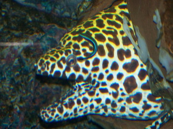 Spotted Moray and Cleaner Wrasse
