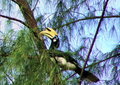 Male Hornbill