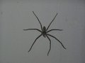 Brown Huntsman Spider on my wall (not dangerous, just big)
