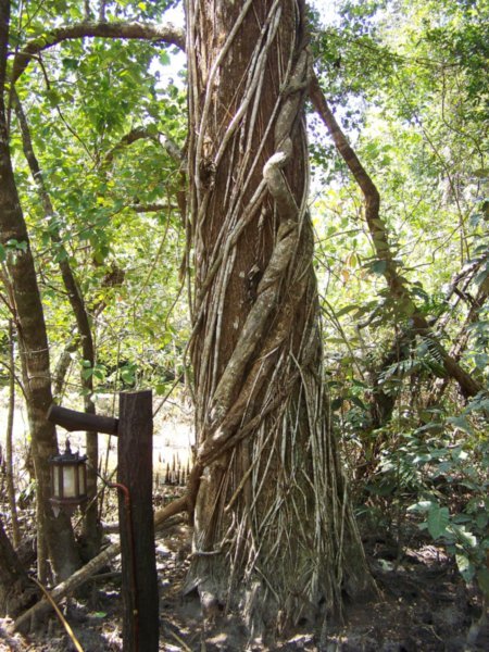 Jungle vines along the trail