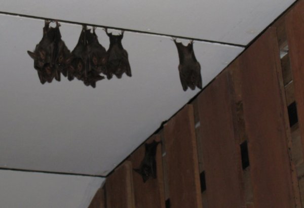 Insectivorous bats