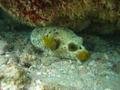Seal-faced pufferfish