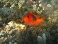 Saddleback Anemone-fish