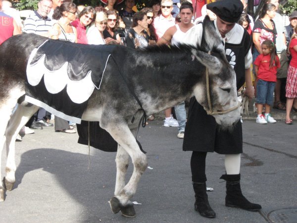One of the racing burros (donkeys). 