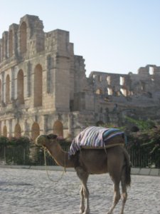 El Jem and the token camel. 