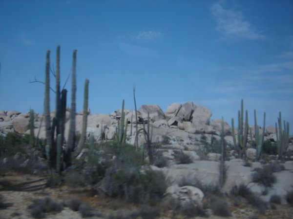 Cacti in Desert