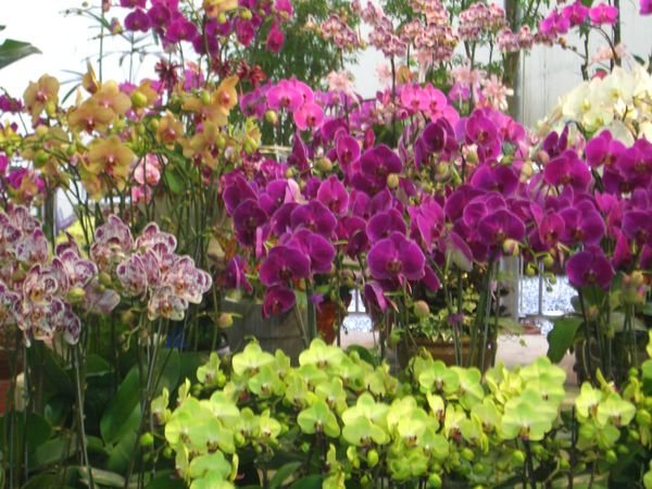 Flower Market-Orchid 2