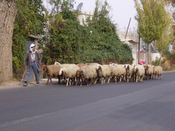 A Sherpard Tends to His Flock on the Roadside