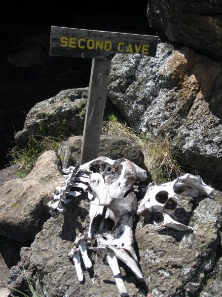 Bones from Cave 2 Camp