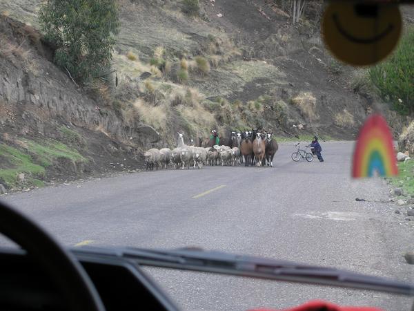 Andean traffic jam