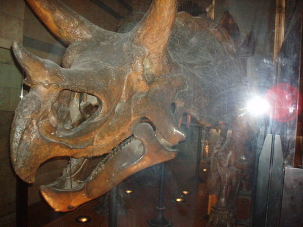 a dinosaur at the natural history museum