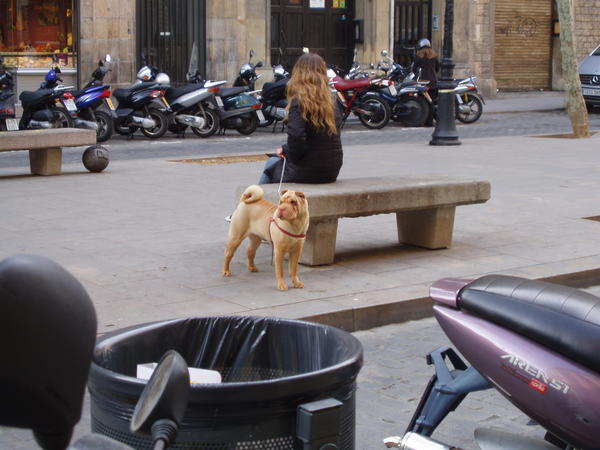 Funny Dog in Las Ramblas