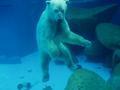 Singapore Zoo's Polar Bear