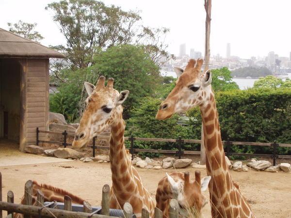 Taronga Zoo Giraffes