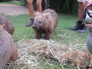 Wombat at Australia Zoo