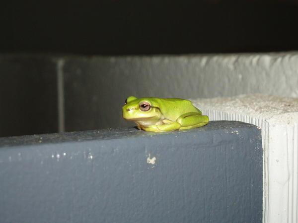 Dainty green tree frog