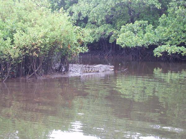 Cooper creek Crocodile