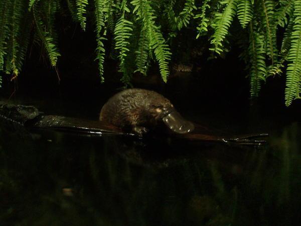 Platypus at Melbourne Zoo