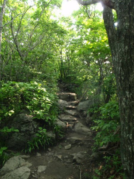 Trail Up