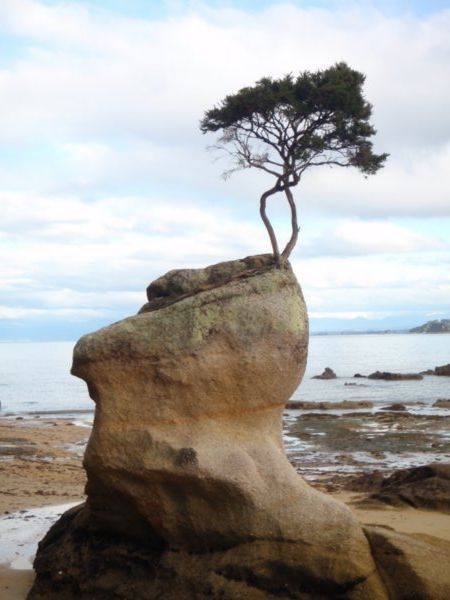 lonely Tree on a Rock