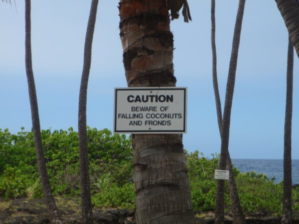 Danger Falling Coconut
