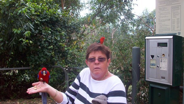 Rosellas and King Parrots at Pebbly Beach