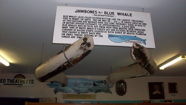 The lower jawbone of a Blue Whale