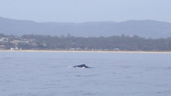 A Humpback Whale