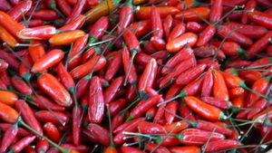 Chillies in Chile