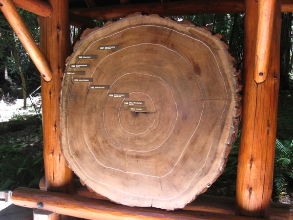 Redwood Cross-Section