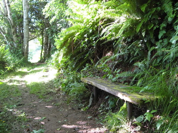 Redwood Hike 3