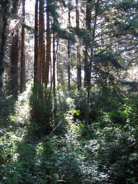 Redwood Hike 4