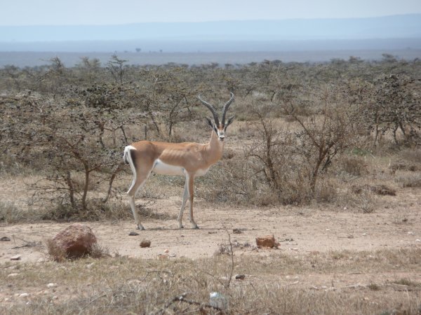 a gazelle