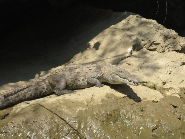 A Real Croc!