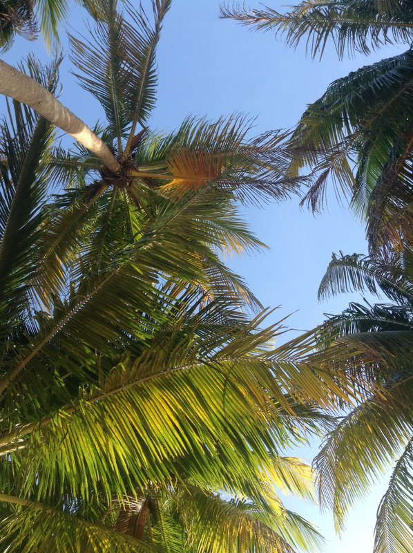 Palm Trees and sunshine
