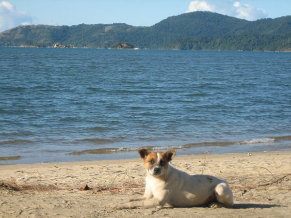 One of our friends, sharing the beach with us in Paraty