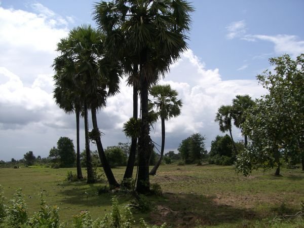 Countryside on the way to Banteay Srei