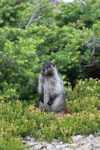 Marmot up on an Alpine Meadow