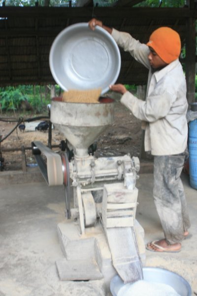 Splitting rice at the homestay