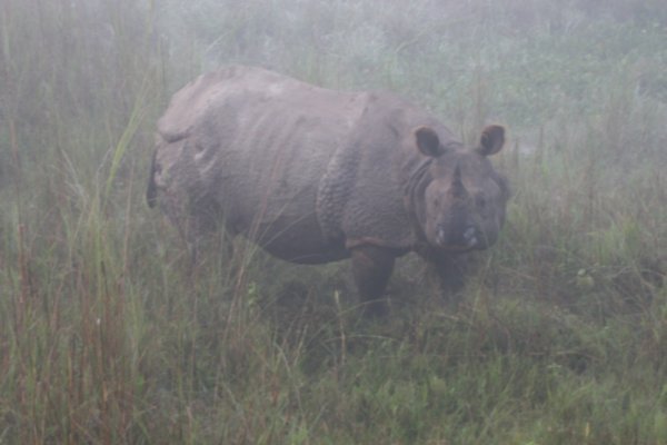 Rhino in the mist