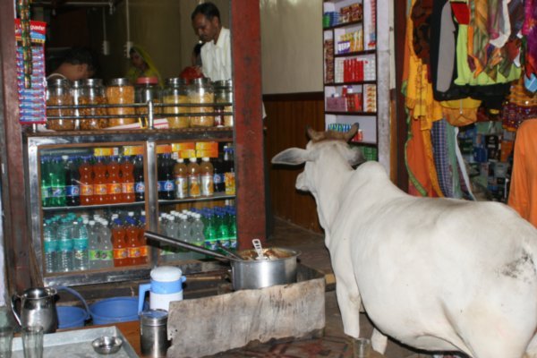 Cow shopping in downtown Omkareshwar