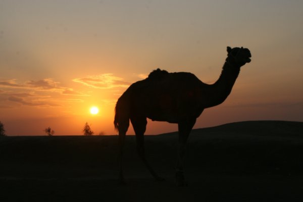Arty camel sunset shot!