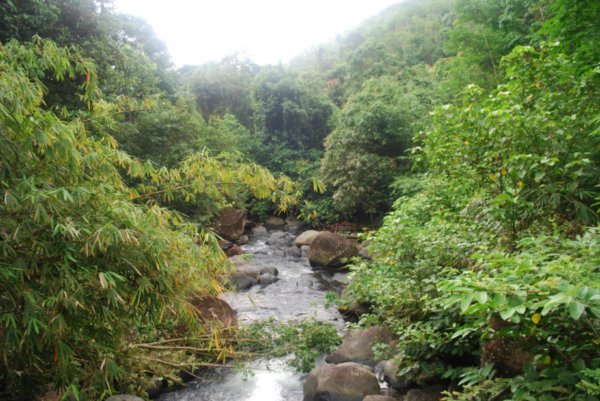 Rainforest scene, Borneo