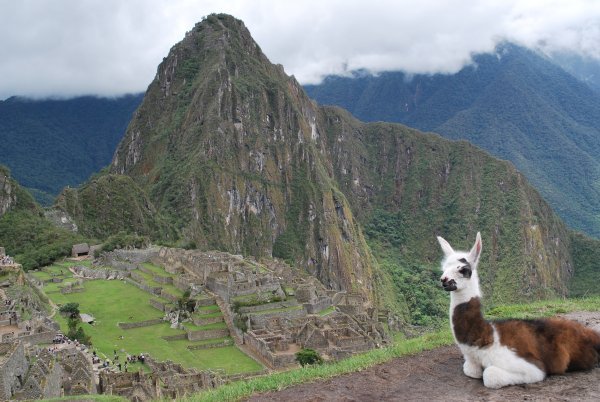 Baby llama at Machu Picchu