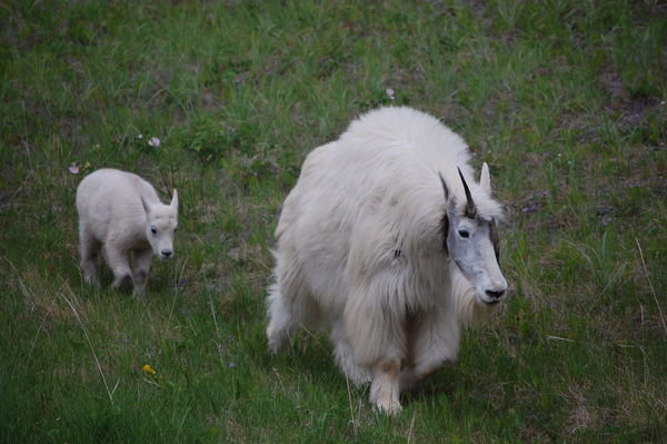 Mountain Goat and calf