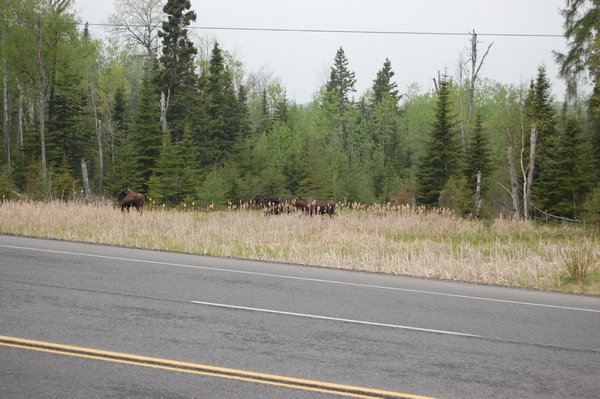 Moose grazing in the morning