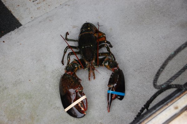 Lobster for Supper