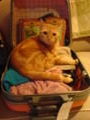 Kitty wants to go too
